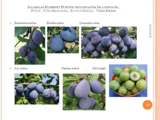 Szakmai Fórum , Dévaványa
