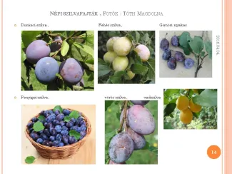 Szakmai Fórum , Dévaványa