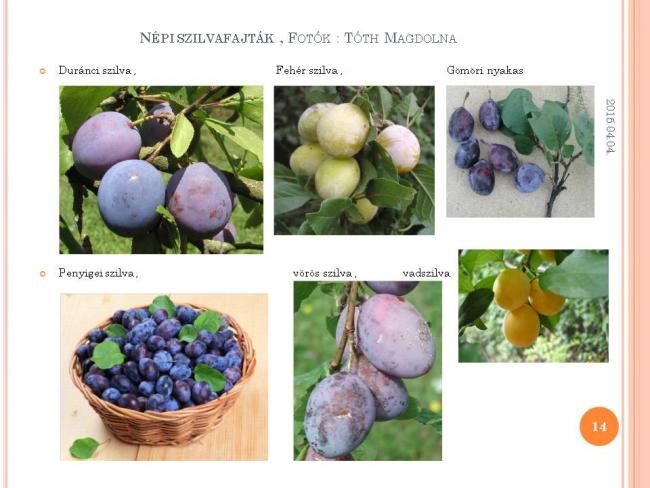 Szakmai Fórum , Szarvas