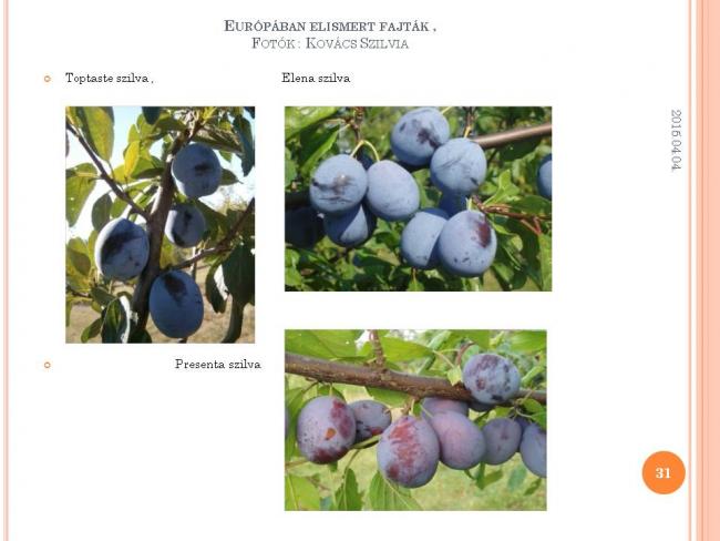 Szakmai Fórum , Körösladány